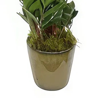 Birmingham flowers  -  Blossom Bliss Orchids Flower Bouquet/Arrangement