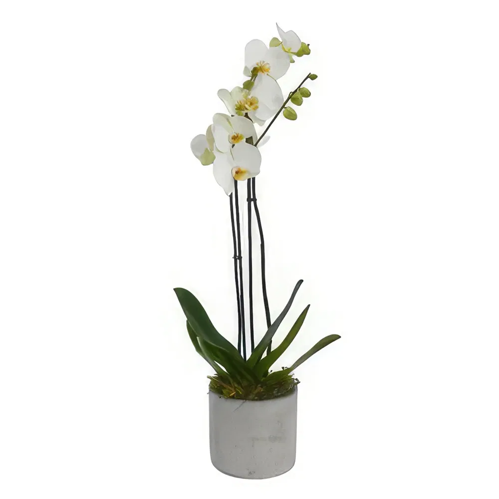 Fenwick flowers  -  Opulent Orchid Bouquets Flower Bouquet/Arrangement