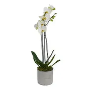 Hetton Online blomsterbutikk - Overdådige orkidebuketter Bukett