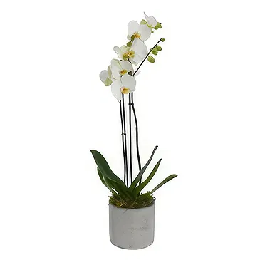 Birmingham flowers  -  Opulent Orchid Bouquets Flower Bouquet/Arrangement