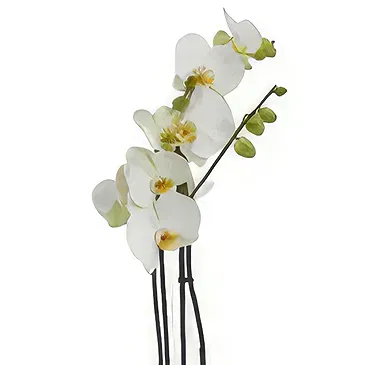 Birmingham flowers  -  Opulent Orchid Bouquets Flower Bouquet/Arrangement
