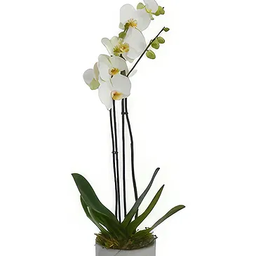 Birmingham flowers  -  Opulent Orchid Bouquets Flower Bouquet/Arrangement