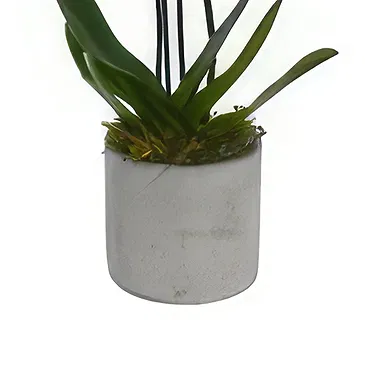 Birmingham flowers  -  Opulent Orchid Bouquets Flower Bouquet/Arrangement