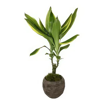 Birmingham flowers  -  Celestial Orchid Delights Flower Bouquet/Arrangement