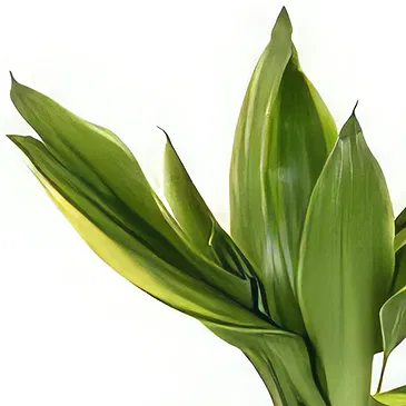 Birmingham flowers  -  Celestial Orchid Delights Flower Bouquet/Arrangement