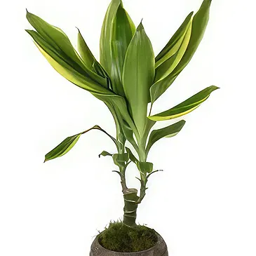 Birmingham flowers  -  Celestial Orchid Delights Flower Bouquet/Arrangement