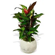 Hetton Online blomsterbutikk - Blomstrende botanikkboks Bukett