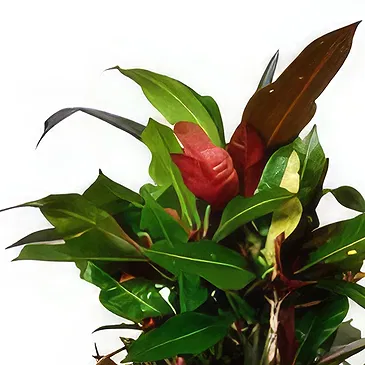 Birmingham flowers  -  Blooming Botany Box Flower Bouquet/Arrangement
