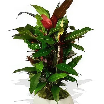 Birmingham flowers  -  Blooming Botany Box Flower Bouquet/Arrangement