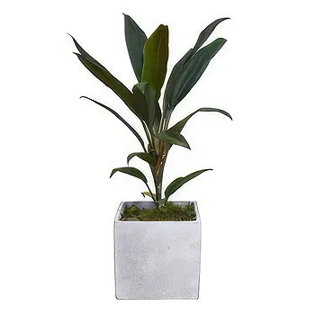Birmingham flowers  -  Verdant Oasis Collection Flower Delivery