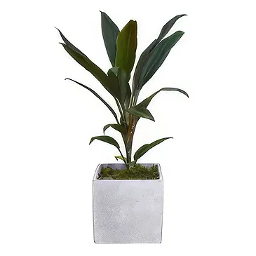 Birmingham flowers  -  Verdant Oasis Collection Flower Bouquet/Arrangement