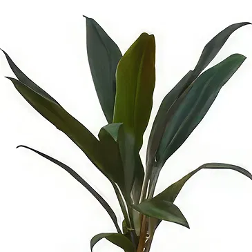 Birmingham flowers  -  Verdant Oasis Collection Flower Bouquet/Arrangement