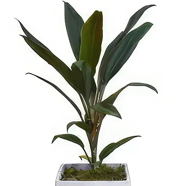 Birmingham flowers  -  Verdant Oasis Collection Flower Bouquet/Arrangement