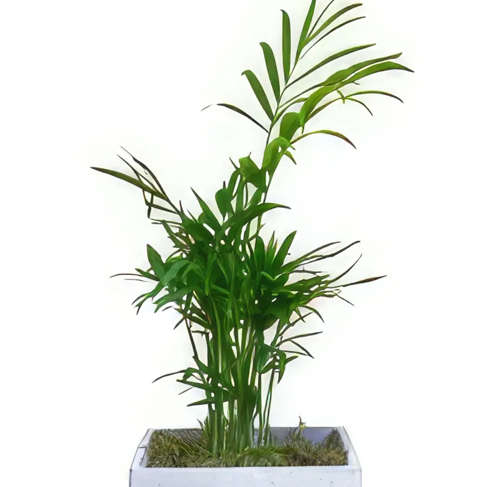 Airth blomster- Tropical Tranquility Treasures Blomsterarrangementer bukett