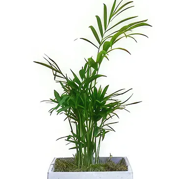 Birmingham flowers  -  Tropical Tranquility Treasures Flower Bouquet/Arrangement