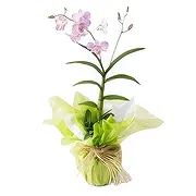 Sao Paulo Floristeria online - Un tallo Ramo de flores
