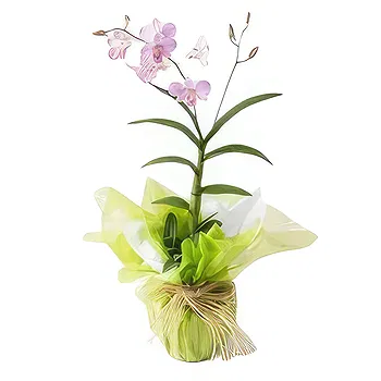 flores Sao Paulo floristeria -  Un tallo Ramos de  con entrega a domicilio