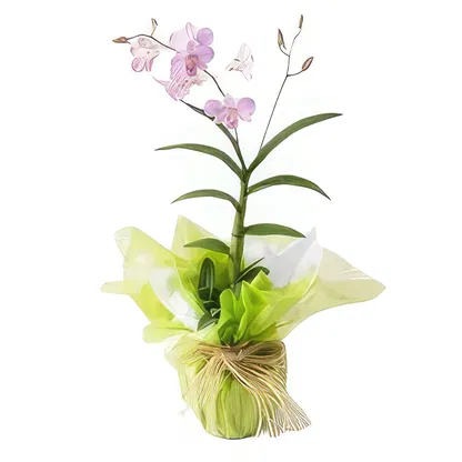 Brasil blomster-  Blomsterarrangementer bukett