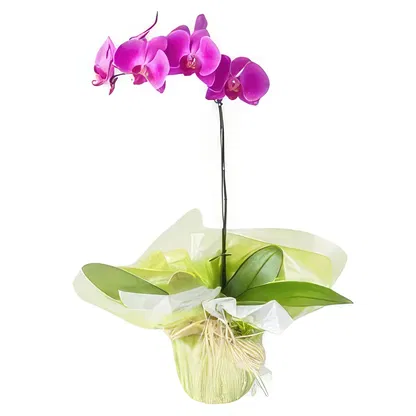 Brasil blomster-  Blomsterarrangementer bukett
