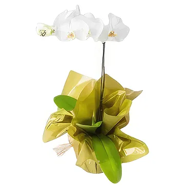 flores Sao Paulo floristeria -  Para regalo Ramo de flores/arreglo floral
