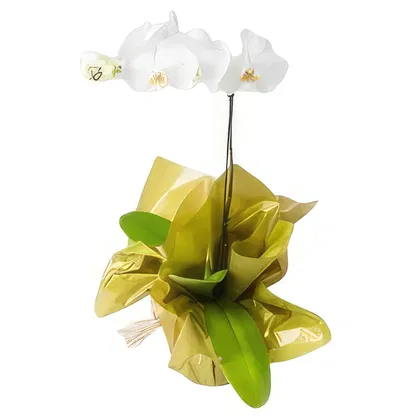 Brasil blomster-  Blomsterarrangementer bukett