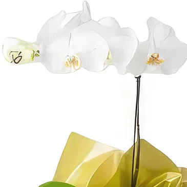 flores Sao Paulo floristeria -  Para regalo Ramo de flores/arreglo floral
