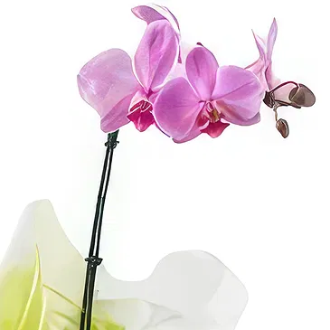 flores Sao Paulo floristeria -  Elección de lima Ramo de flores/arreglo floral