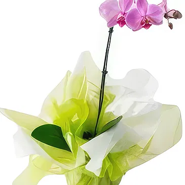 flores Sao Paulo floristeria -  Elección de lima Ramo de flores/arreglo floral
