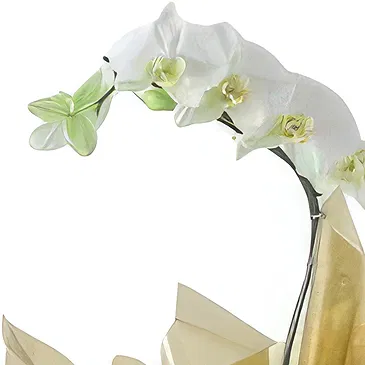 Santa Maria da Boa Vista flowers  -  Friends Choice Flower Bouquet/Arrangement