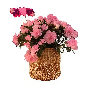 Adma flowers  -  Majesty Collection  Flower Bouquet/Arrangement