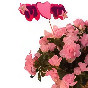 Adma flowers  -  Majesty Collection  Flower Bouquet/Arrangement