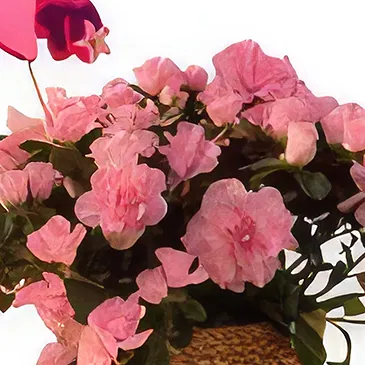 Adma flowers  -  Majesty Collection  Flower Bouquet/Arrangement