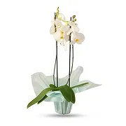 Ville internet de Dubaï Fleuriste en ligne - Lumière douce Bouquet