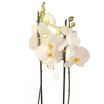 Al Shamkha flowers  -  Soft & Light Flower Bouquet/Arrangement