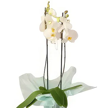 Al Shamkha flowers  -  Soft & Light Flower Bouquet/Arrangement