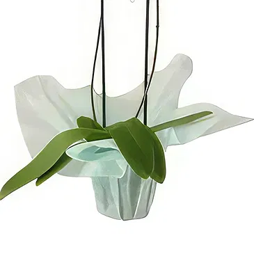 Al Shamkha flowers  -  Soft & Light Flower Bouquet/Arrangement