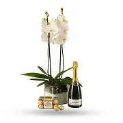 Madinat zayed online Florist - Luxury Choice Bouquet