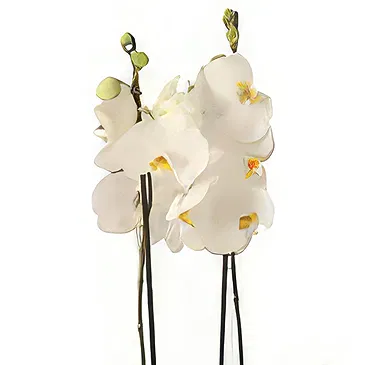Al Shamkha flowers  -  Luxury Choice Flower Bouquet/Arrangement