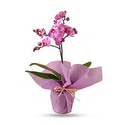 Oppdagelse hage Online blomsterbutikk - Orchid Overflodsgaver Bukett