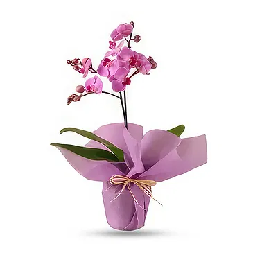 Al Shamkha flowers  -  Orchid Opulence Gifts Flower Bouquet/Arrangement
