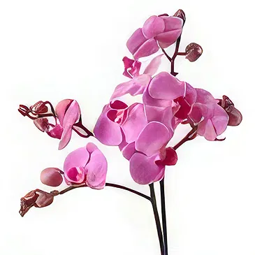 Al Shamkha flowers  -  Orchid Opulence Gifts Flower Bouquet/Arrangement