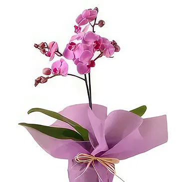 Al Shamkha flowers  -  Orchid Opulence Gifts Flower Bouquet/Arrangement