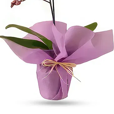 Al Shamkha flowers  -  Orchid Opulence Gifts Flower Bouquet/Arrangement