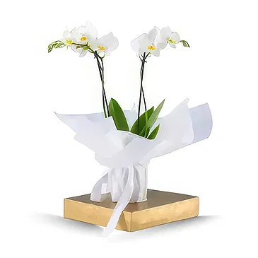 Al-Muwaihat 2 Blumen Florist- Weißes Paket Bouquet/Blumenschmuck