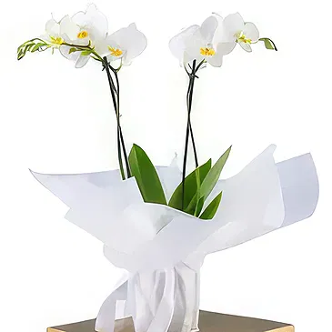 Al-Muwaihat 2 Blumen Florist- Weißes Paket Bouquet/Blumenschmuck