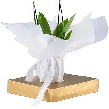 Al-Muwaihat 2 Blumen Florist- Weißes Paket Bouquet/Blumenschmuck
