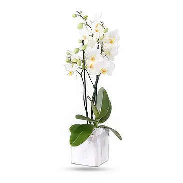 Al Shamkha flowers  -  Double Choice Flower Bouquet/Arrangement