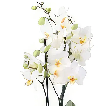Al Shamkha flowers  -  Double Choice Flower Bouquet/Arrangement