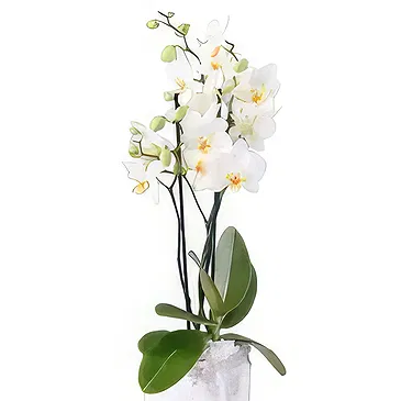 Al Shamkha flowers  -  Double Choice Flower Bouquet/Arrangement