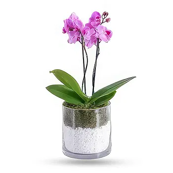 Al Shamkha flowers  -  White Stone Flower Delivery